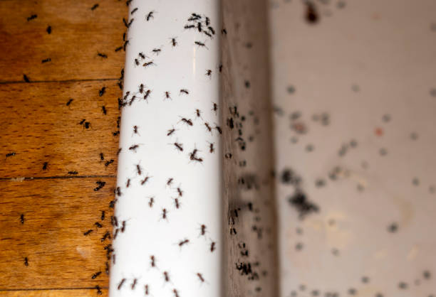 Best Pest Control for Businesses  in Islandia, NY