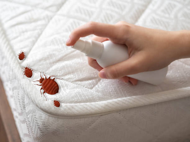 Best Best Pest Control Companies  in Islandia, NY