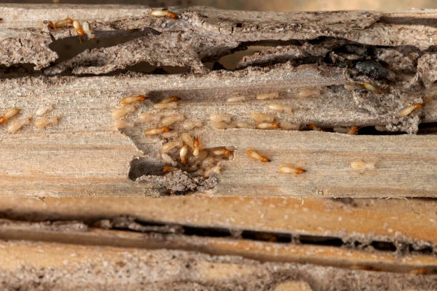 Best Termite Control Services  in Islandia, NY