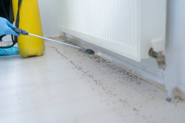 Best Wasp Removal Services  in Islandia, NY